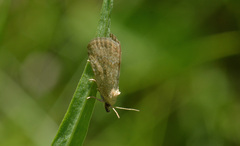 Protodeltote albidula