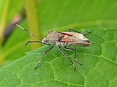 Largus maculatus
