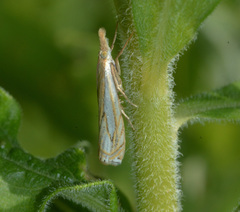 Crambus saltuellus