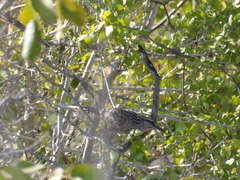 Campylorhynchus yucatanicus