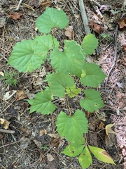 Phyllocnistis vitifoliella