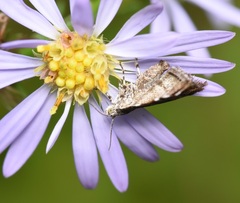 Choreutis