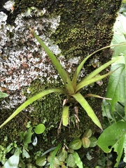 Tillandsioideae