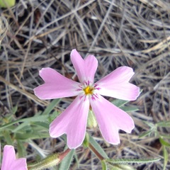 Phlox amabilis