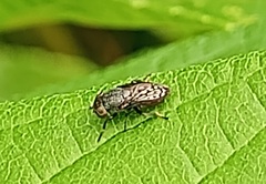 Notogramma