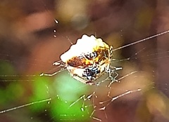 Verrucosa undecimvariolata