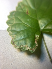 Phyllocnistis vitifoliella