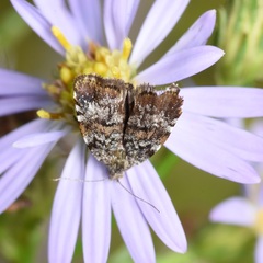 Choreutis