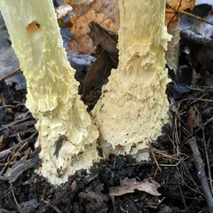 Amanita muscaria guessowii