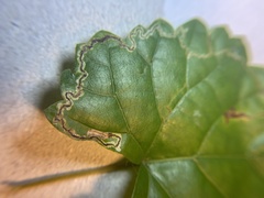 Phyllocnistis vitifoliella