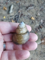 Cipangopaludina chinensis