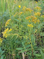 Euthamia gymnospermoides