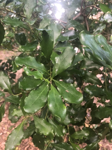 Euclea racemosa subsp. sinuata image