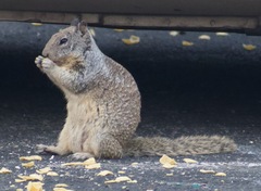 Otospermophilus beecheyi
