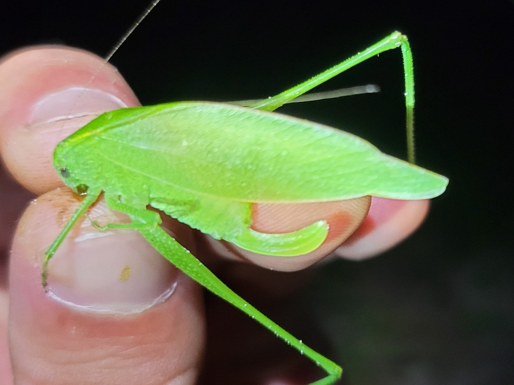 sandhill virtuoso katydid