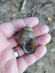 Cipangopaludina chinensis