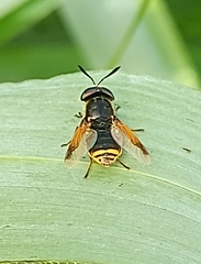 Hoplitimyia