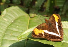 Adelpha melona pseudarete