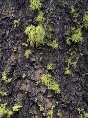 Letharia vulpina