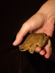 Rhinella horribilis