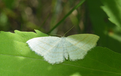 Scopula quadrilineata