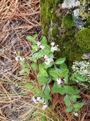 Stevia
