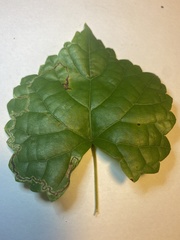 Phyllocnistis vitifoliella