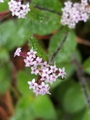 Stevia