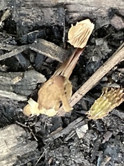 Pholiotina rugosa