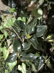 Citronella mucronata