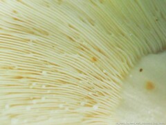 Lactifluus piperatus