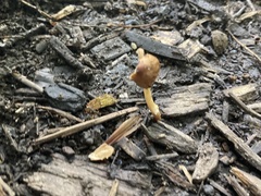 Pholiotina rugosa
