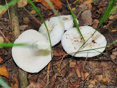 Lactifluus piperatus