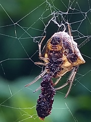 Verrucosa undecimvariolata