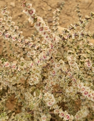 Salsola tragus