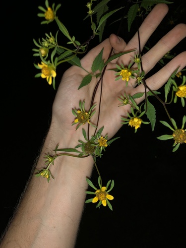 devil's beggartick (Bidens frondosa)