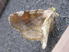 Pangrapta curtalis