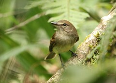 Cnemotriccus fuscatus