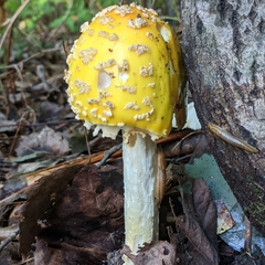 Amanita muscaria guessowii