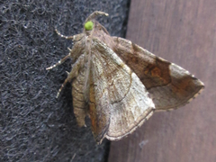 Pangrapta curtalis