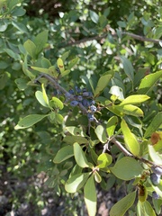 Forestiera pubescens