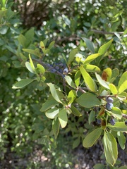 Forestiera pubescens