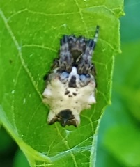 Wagneriana