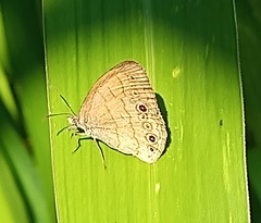Hermeuptychia hermes
