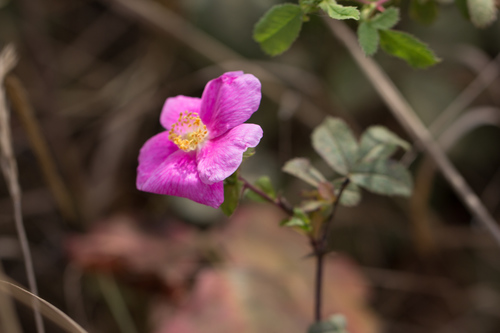 Rosa californica