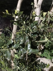 Citronella mucronata