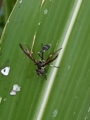 Salpingogaster nigra