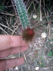 Praecereus euchlorus