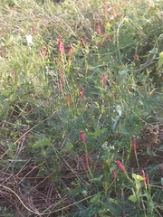 Ipomoea hederifolia