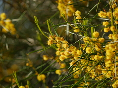 Acacia euthycarpa